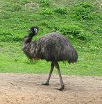 Výlet do plzeňské ZOO